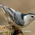 Birds: By The Numbers